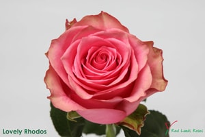 ROSE LOVELY RHODOS 50